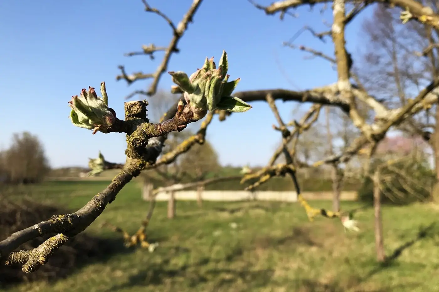 Blattknospen an einem Fruchttrieb, dahinter die Streuobstwiese