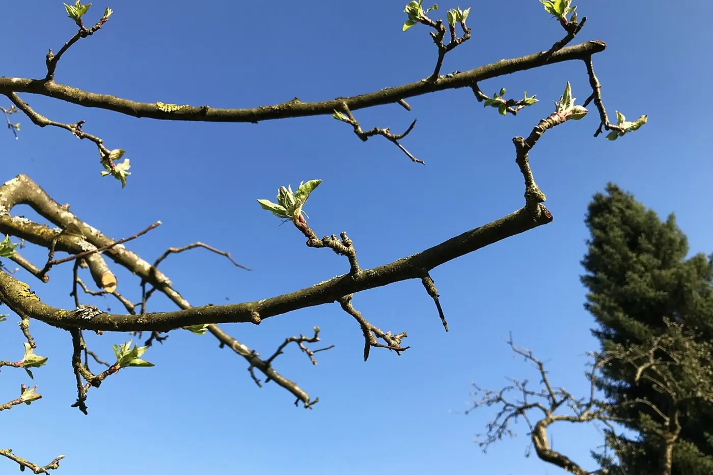 Austreibende Knospen auf frisch geschnittenem Fruchtholz eines Obstbaums