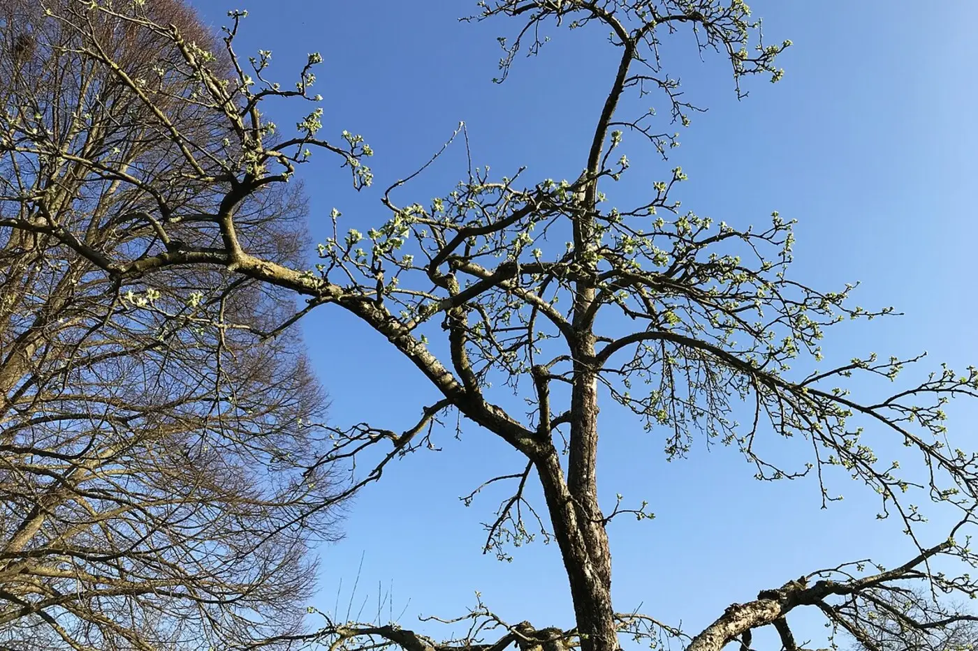 Nach Oeschberg-Palmer aufgebaute Krone mit freier Mitte gegen blauen Himmel