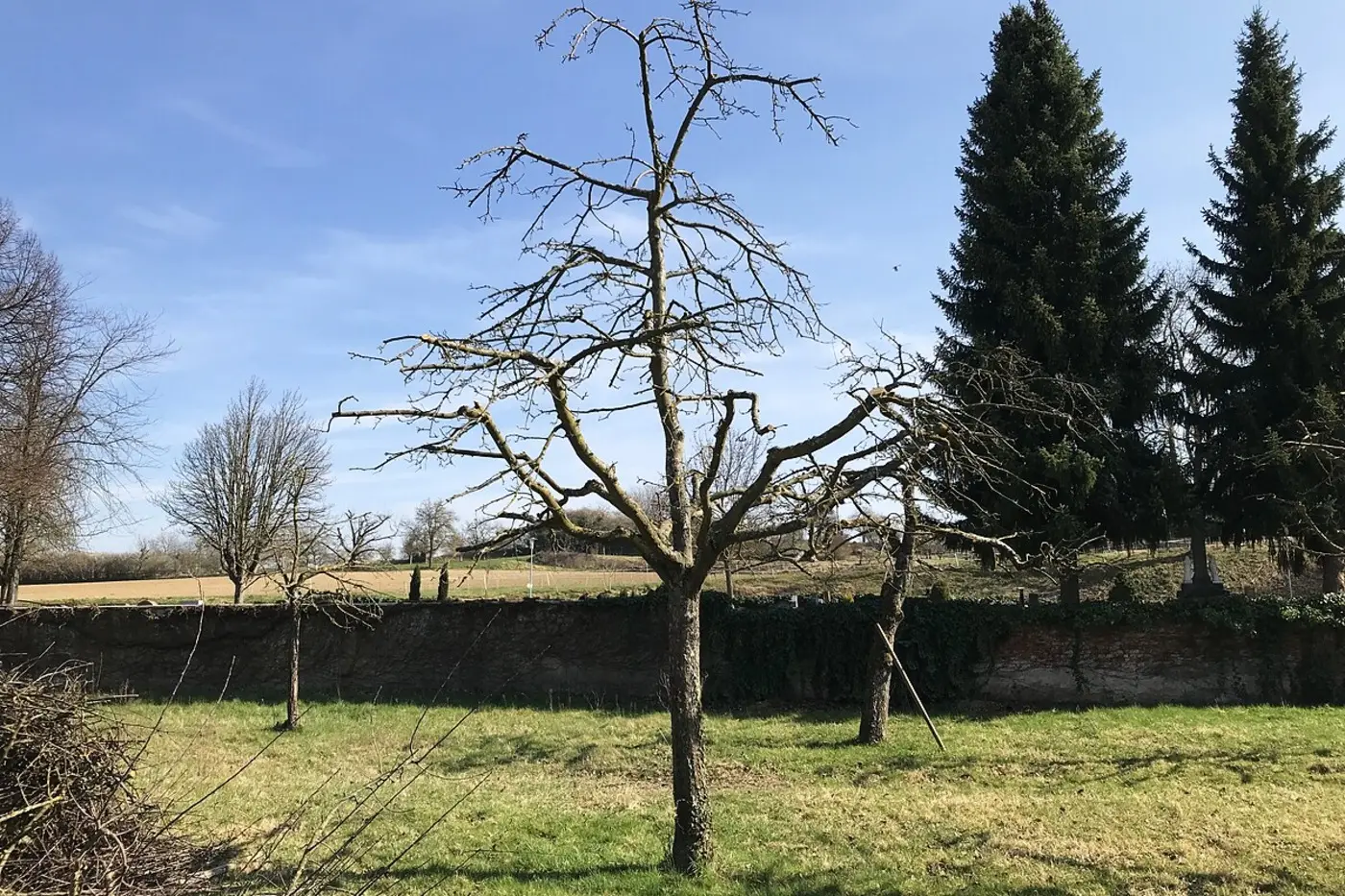 Derselbe Obstbaum nach dem Oeschberg-Palmer-Schnitt mit freigestelltem Kronengerüst
