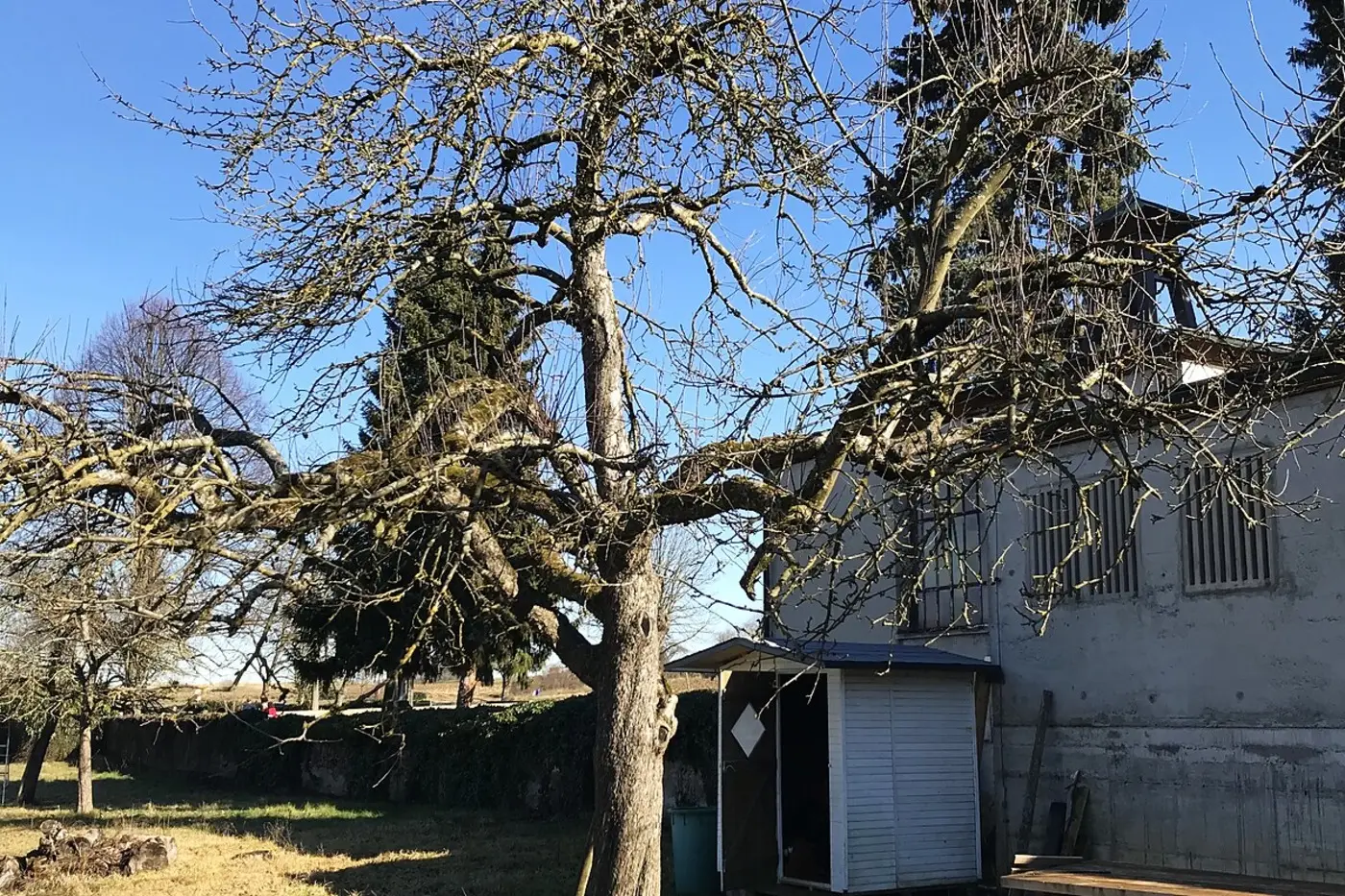 Alter Apfelbaum mit dichter, feintriebiger Krone vor dem Winterschnitt