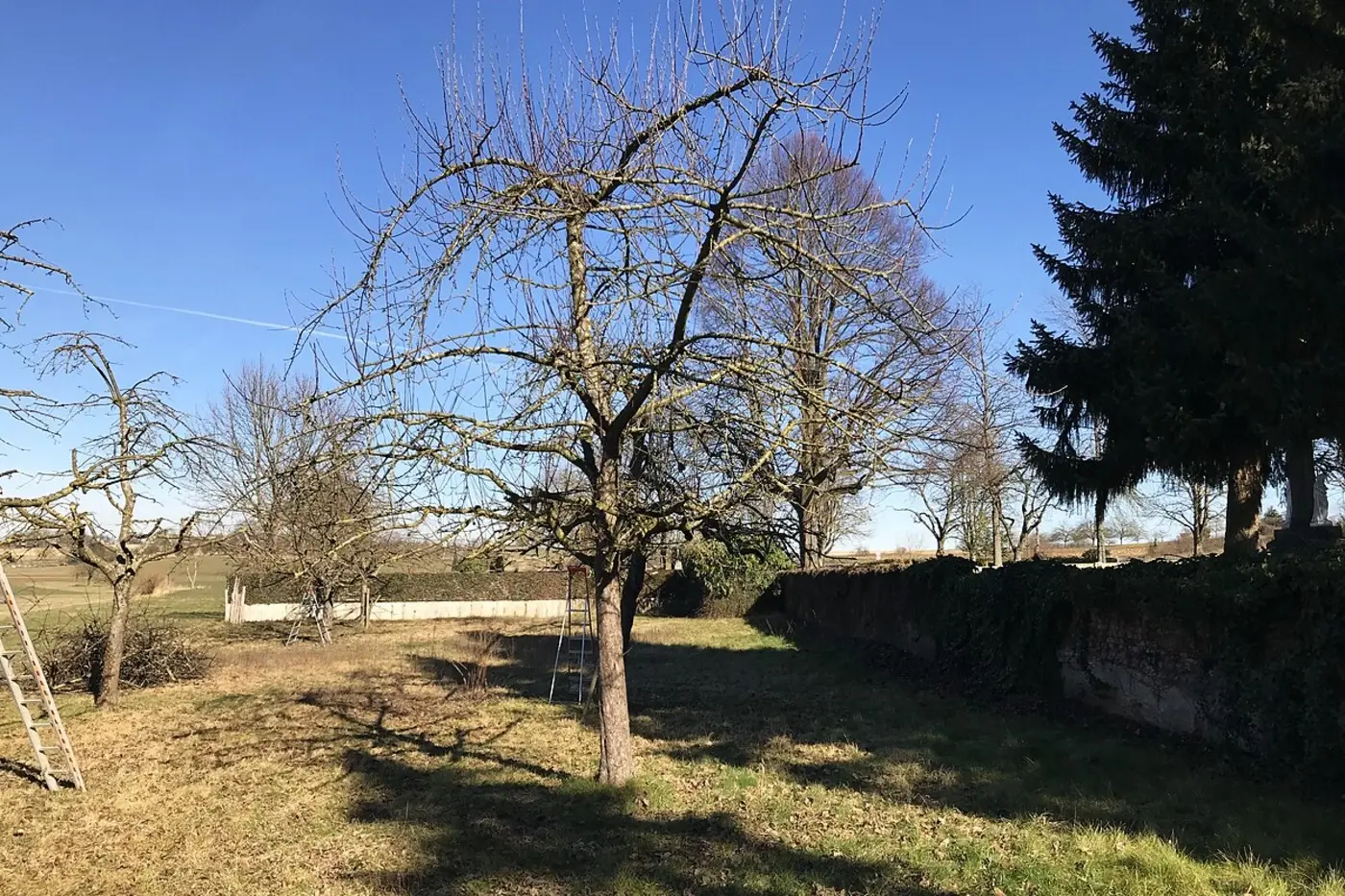 Obstbaum mit dichter Krone vor dem Oeschberg-Palmer-Schnitt