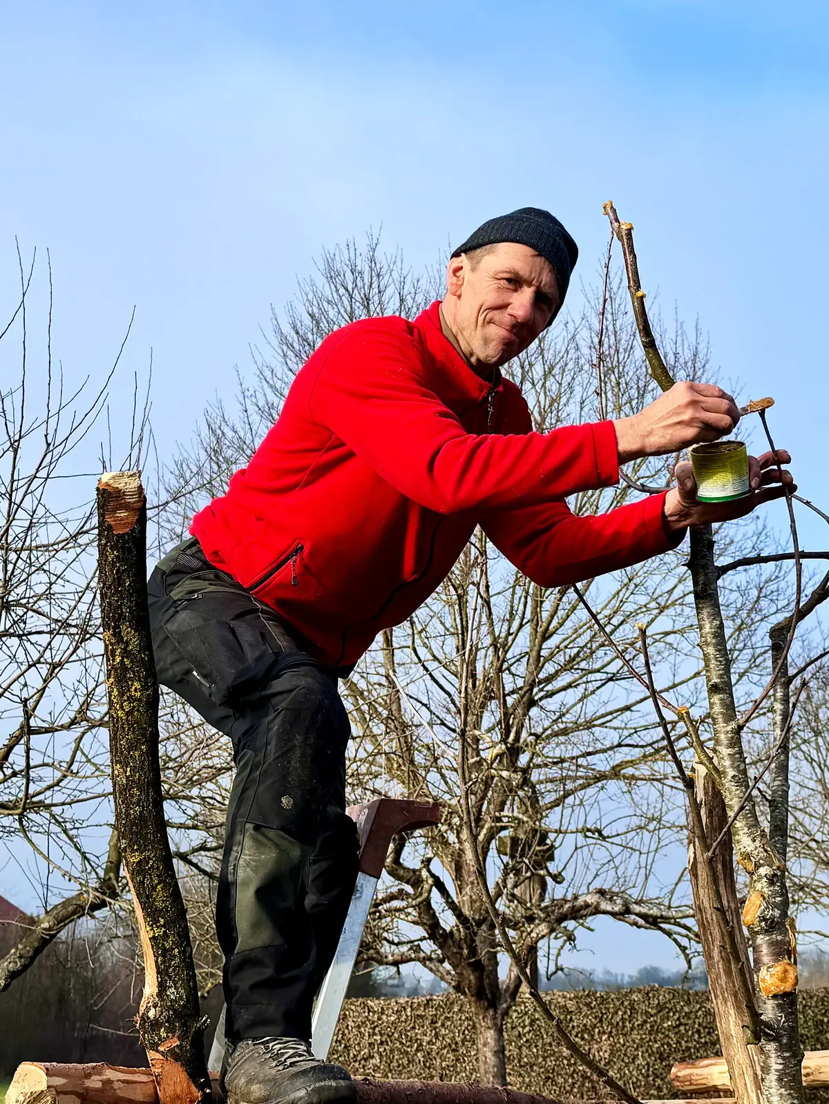 Uwe Fichte verstreicht Wundverschluss an einer frischen Schnittstelle im Obstbaum